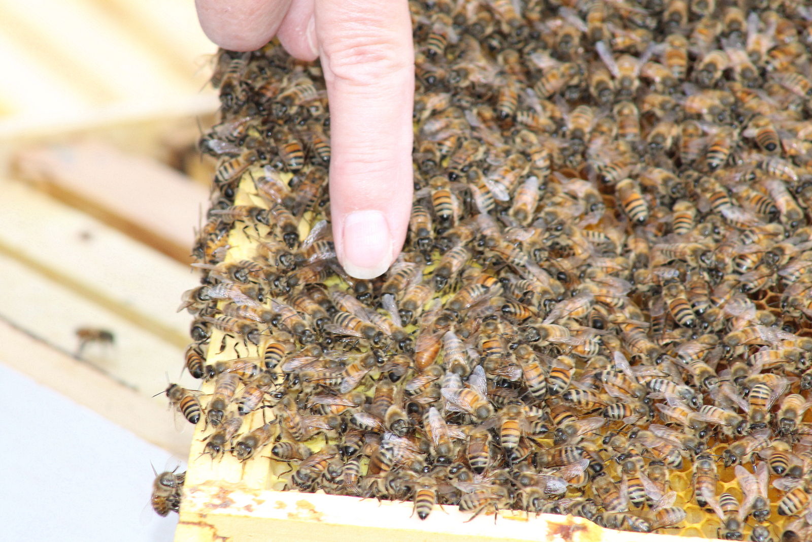The Queen Bee